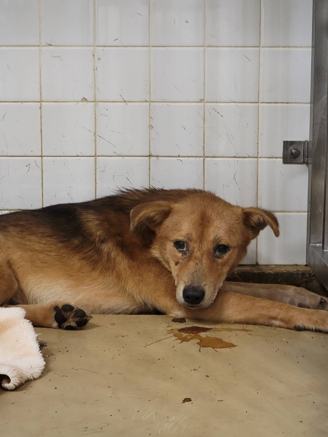 この子は山口県の保護団体にいます。よろしくお願いいたします