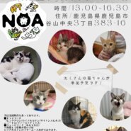 Noa鹿児島保護猫譲渡会