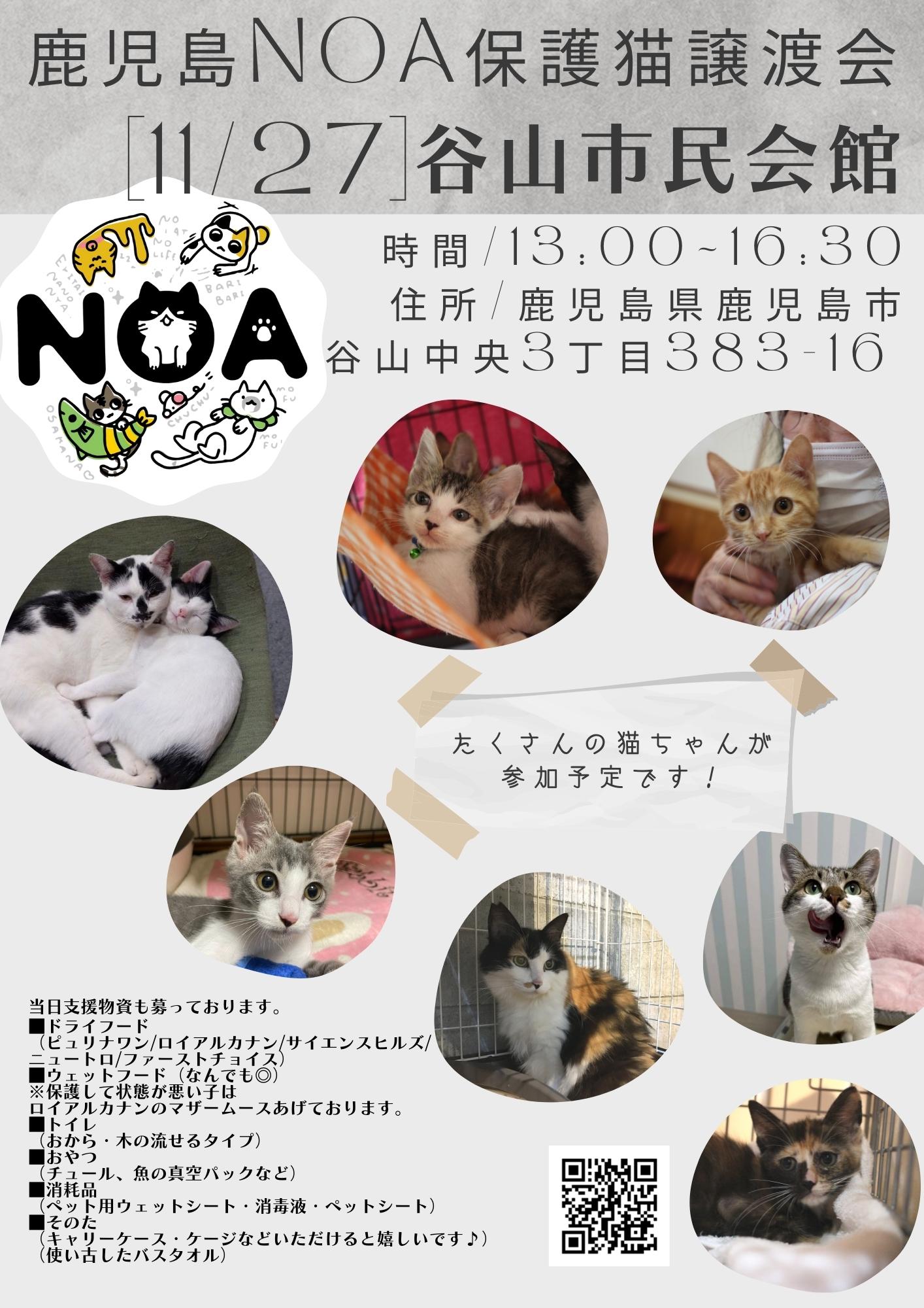 Noa鹿児島保護猫譲渡会