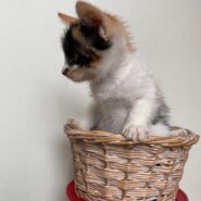 9/1生まれ4兄妹・ミケの女の子