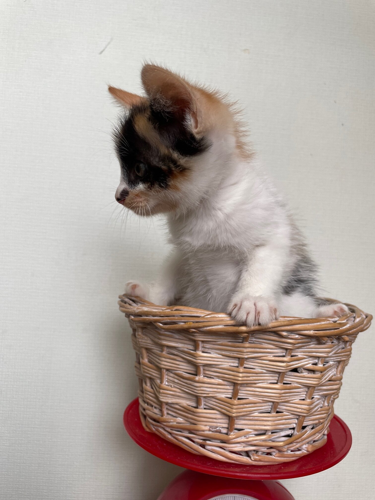 9/1生まれ4兄妹・ミケの女の子