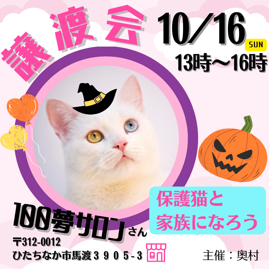 猫の譲渡会 in 100夢サロン