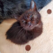 500gの小さな女の子(1ヶ月半)