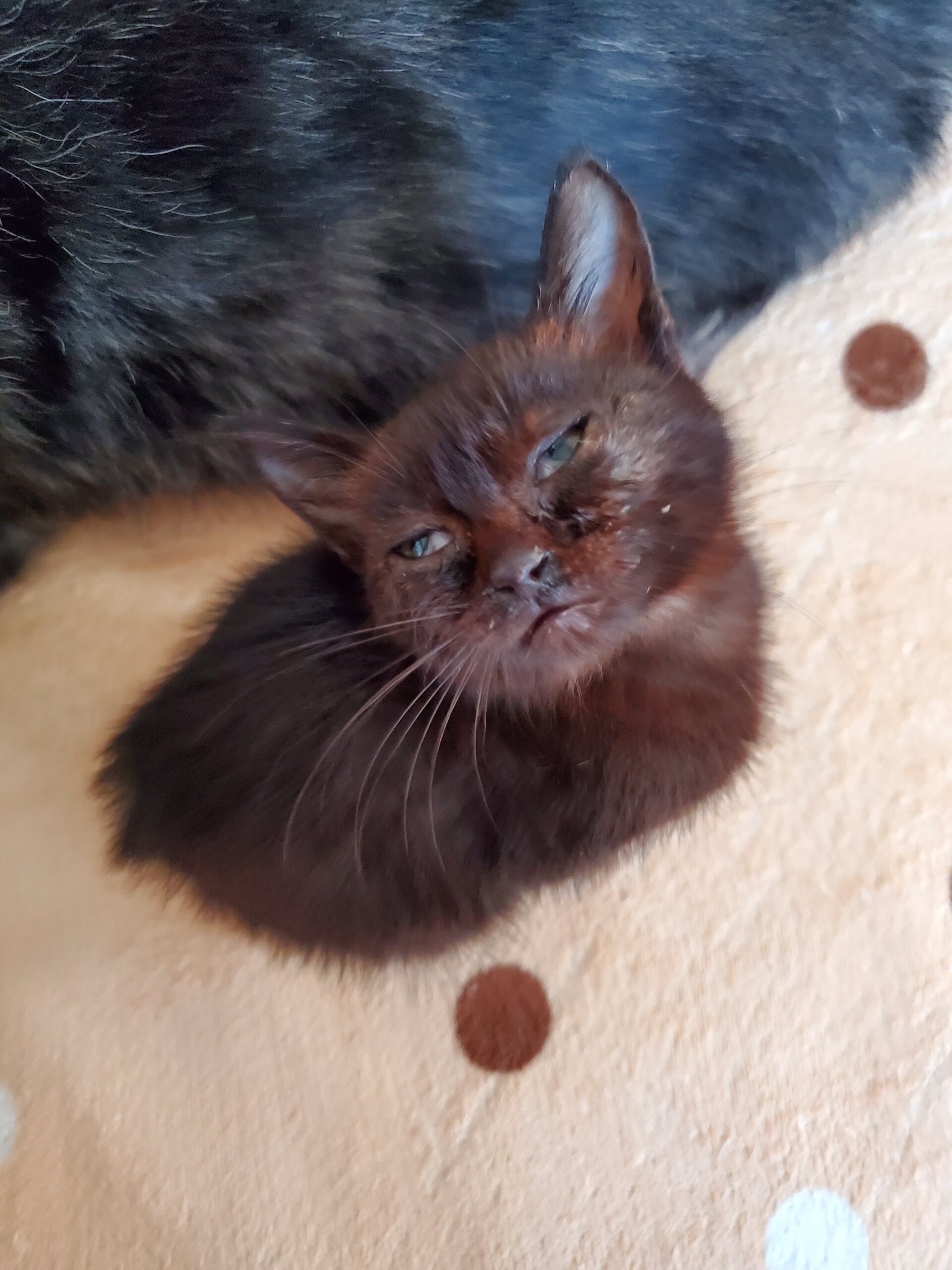 500gの小さな女の子(1ヶ月半)