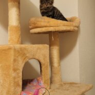 美人なキジトラ長毛の女の子