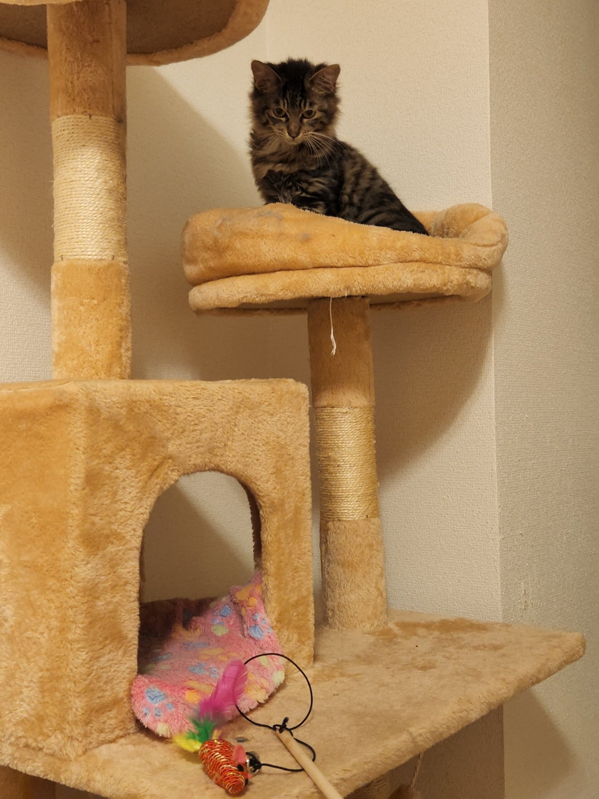 美人なキジトラ長毛の女の子