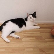 みなしごアイリちゃん（6歳・女子）