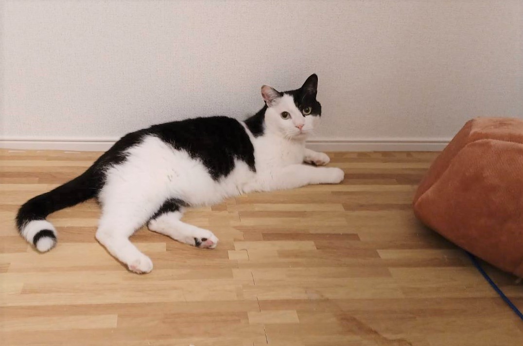 みなしごアイリちゃん（6歳・女子）