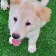【保健所レスキュー】ふわふわ可愛い　しゅろくん