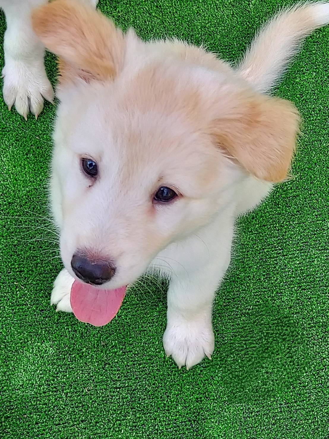 【保健所レスキュー】ふわふわ可愛い　しゅろくん