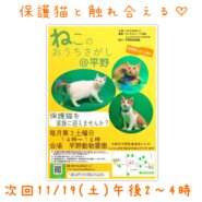 11/19(土) ねこのおうちさがし＠平野