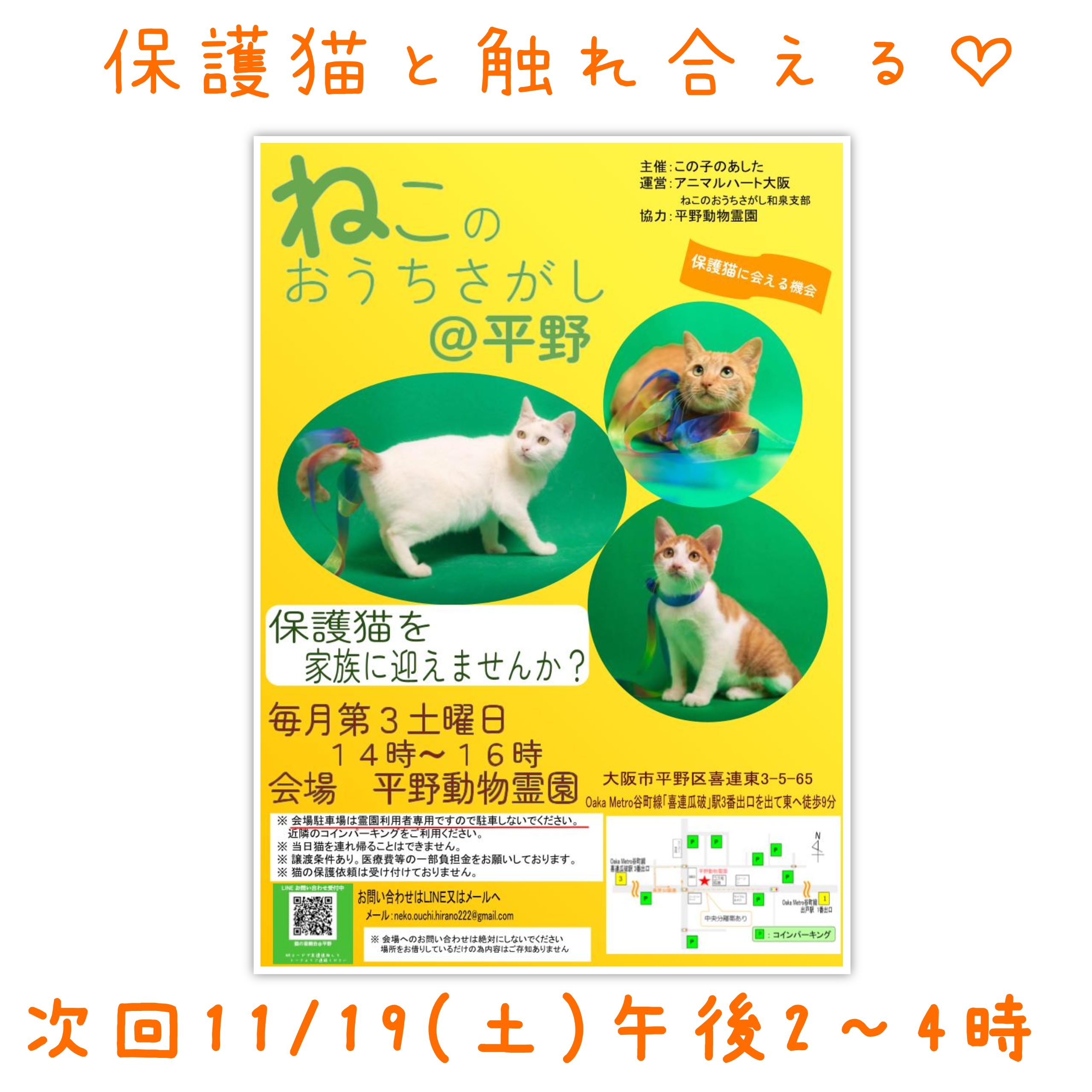 11/19(土) ねこのおうちさがし＠平野