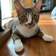 9ヶ月 男の子 ➖ネグレクトから幸せ猫さんへ➖