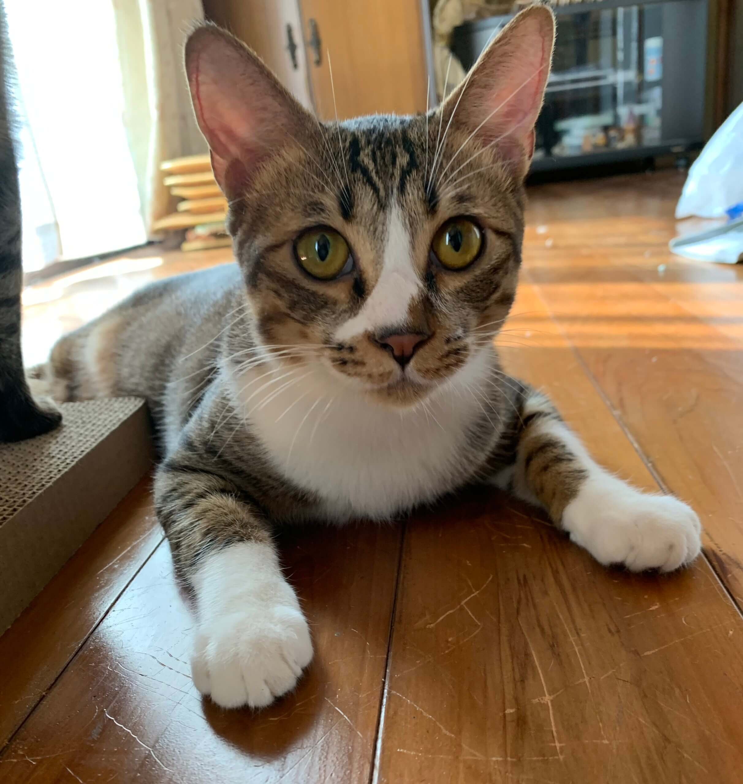 9ヶ月 男の子 ➖ネグレクトから幸せ猫さんへ➖