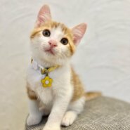 (ฅ ˙꒳​˙ )仲良し親子のボンボン･ショコラ♡