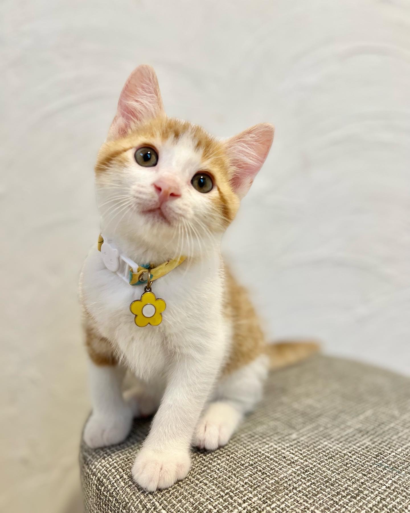 (ฅ ˙꒳​˙ )仲良し親子のボンボン･ショコラ♡