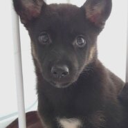 【保健所レスキュー】慎重派の　くこちゃん