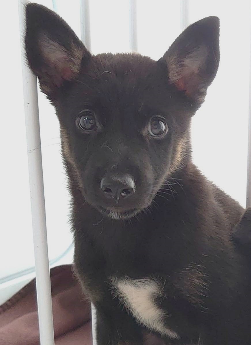 【保健所レスキュー】慎重派の　くこちゃん