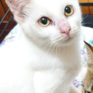 【多頭飼育崩壊レスキュー】甘えん坊の　ブランちゃん