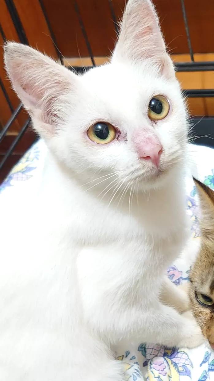 【多頭飼育崩壊レスキュー】甘えん坊の　ブランちゃん