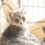 【多頭飼育崩壊レスキュー】サバトラの　プリッツちゃん