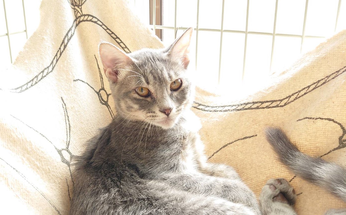 【多頭飼育崩壊レスキュー】サバトラの　プリッツちゃん