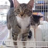 【多頭崩壊レスキュー】涙目気味の　ポッキーちゃん