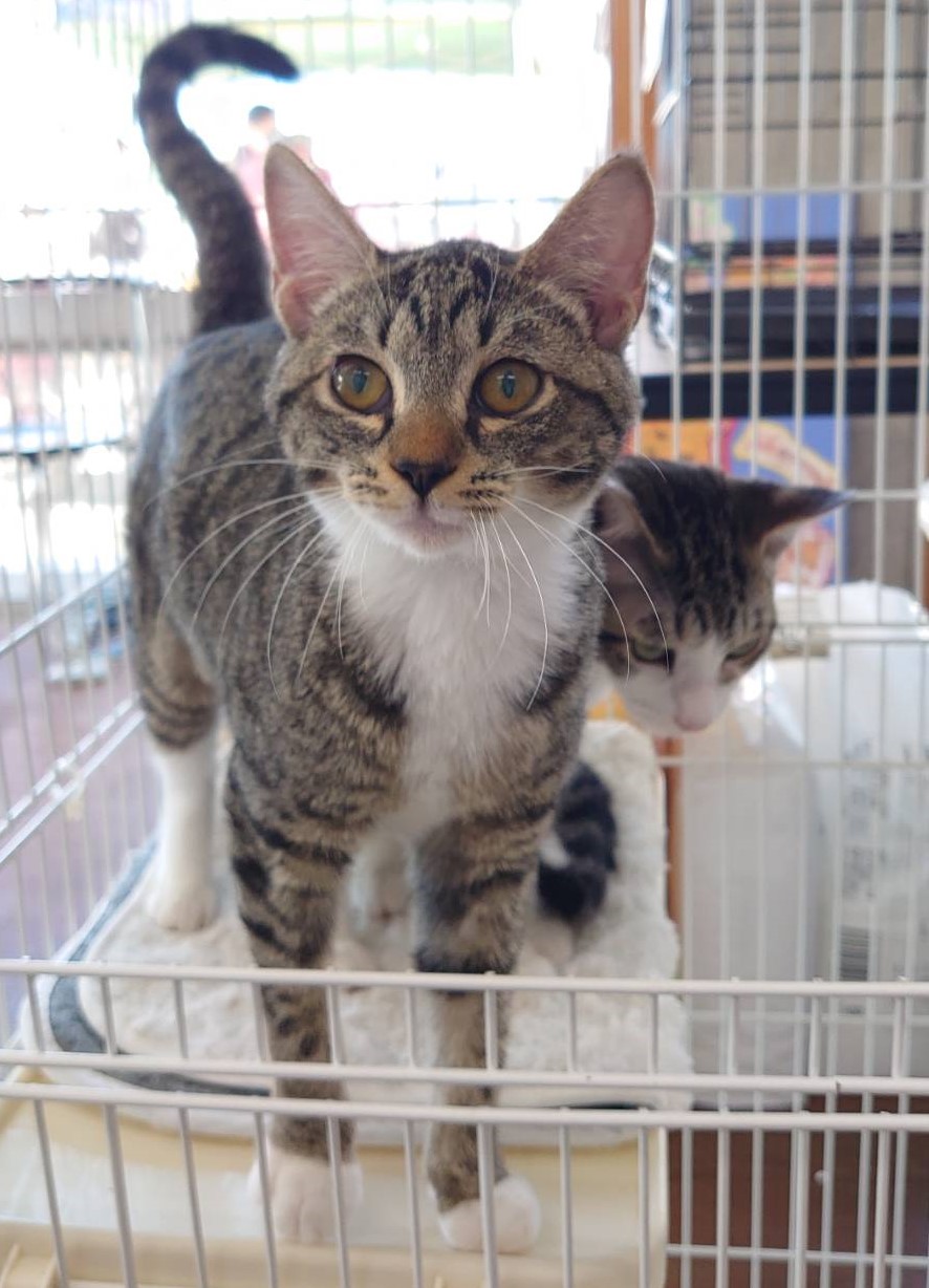 【多頭崩壊レスキュー】涙目気味の　ポッキーちゃん