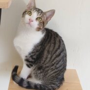 【多頭飼育崩壊レスキュー】超甘えん坊の　がんもくん　