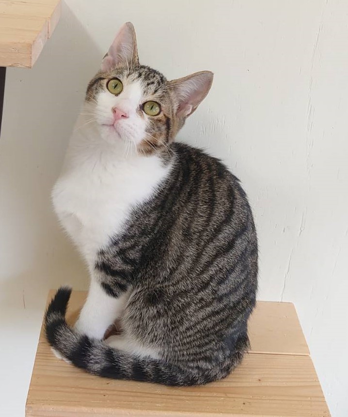 【多頭飼育崩壊レスキュー】超甘えん坊の　がんもくん　