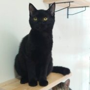 【多頭飼育崩壊レスキュー】控えめな　ちくわちゃん