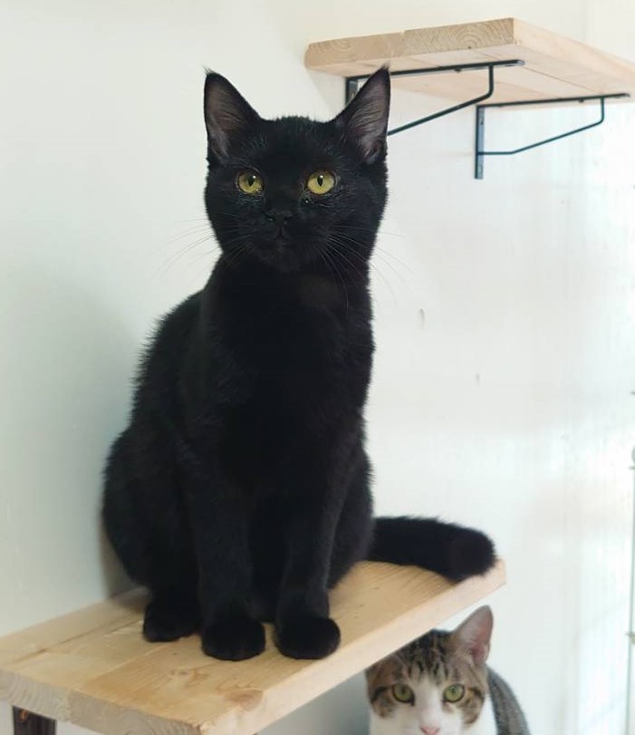 【多頭飼育崩壊レスキュー】控えめな　ちくわちゃん