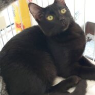 【多頭飼育崩壊レスキュー】やや毛長の黒縞　ユッカちゃん