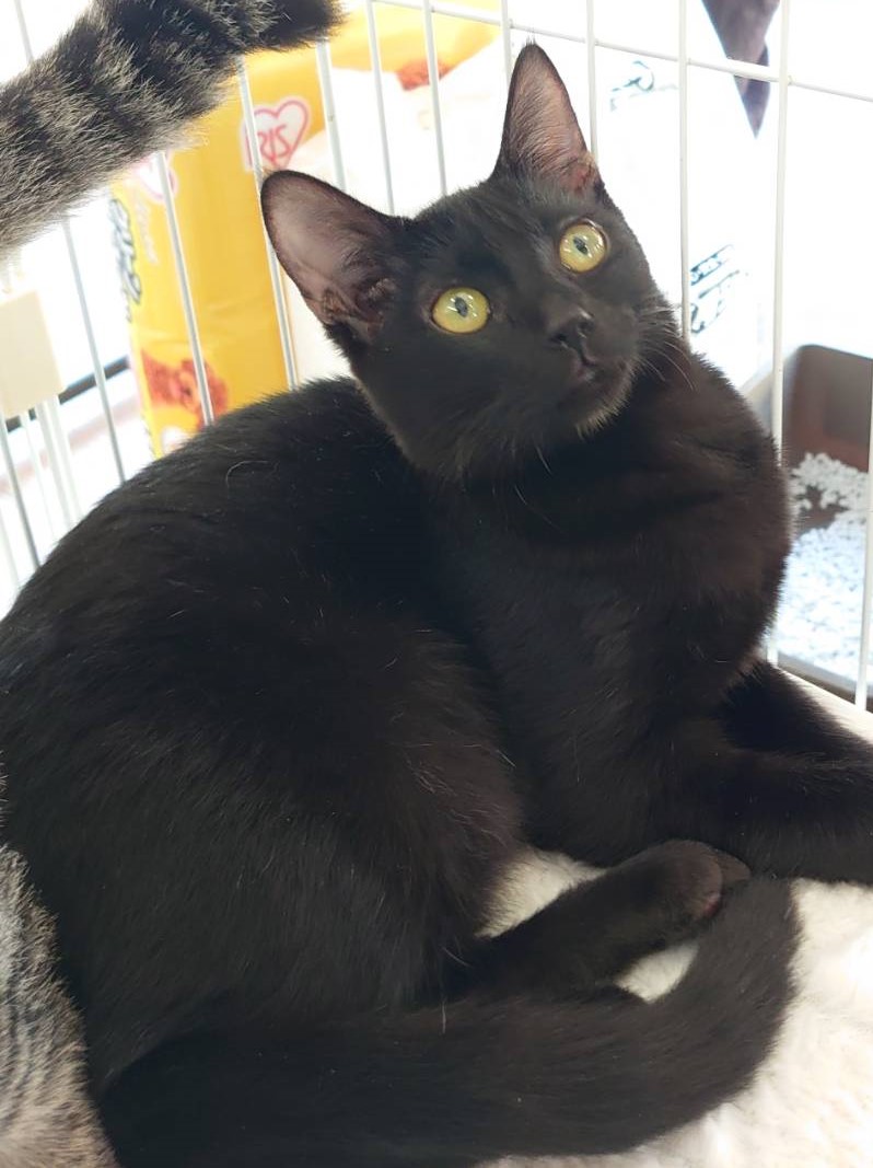 【多頭飼育崩壊レスキュー】やや毛長の黒縞　ユッカちゃん