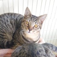 【多頭飼育崩壊レスキュー】甘えん坊のクレソンくん