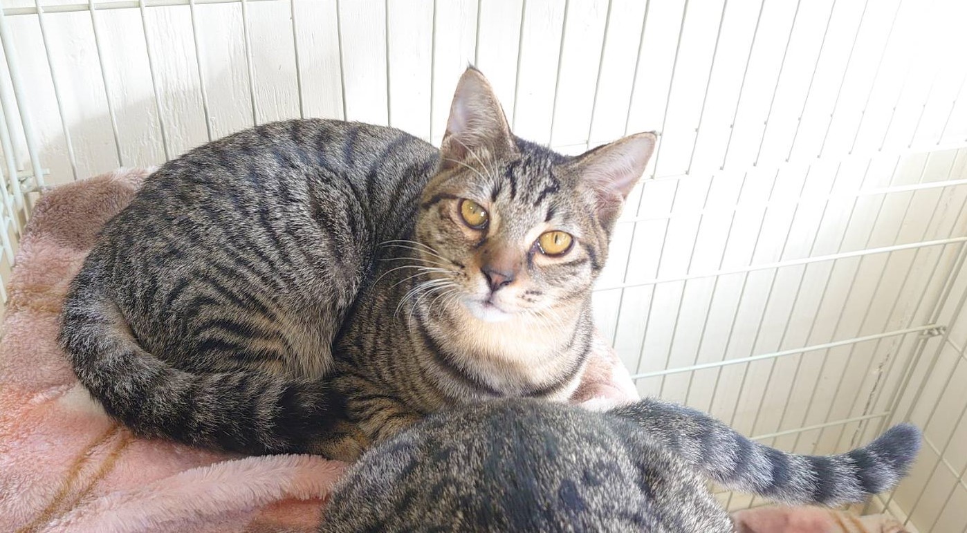 【多頭飼育崩壊レスキュー】甘えん坊のクレソンくん