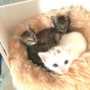 in瀬戸市☆子猫大集合の臨時譲渡会2022年10月8日（土）～ 非営利団体「ちーむ にゃいんず」