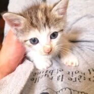 in瀬戸市～子猫大集合！保護猫の譲渡会2022年10月15日（土）～ 非営利団体「ちーむ にゃいんず」