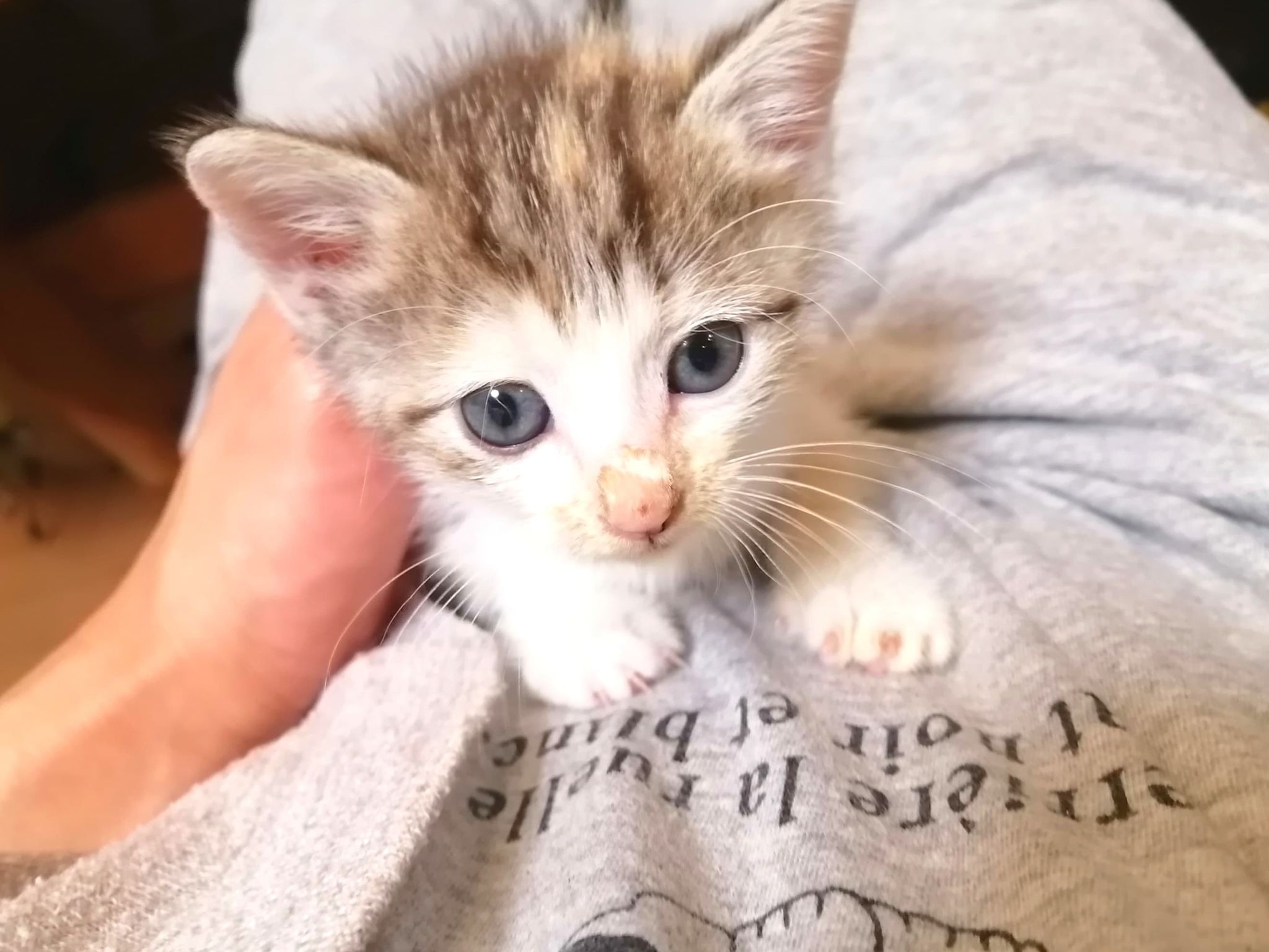 in瀬戸市～子猫大集合！保護猫の譲渡会2022年10月15日（土）～ 非営利団体「ちーむ にゃいんず」