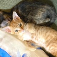 in豊明市～子猫大集合！保護猫の譲渡会2022年10月15日（土）～ 非営利団体「ちーむ にゃいんず」