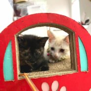 in春日井市～子猫大集合！保護猫の譲渡会2022年10月15日（土）～ 非営利団体「ちーむ にゃいんず」