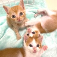 in豊明市☆子猫大集合の臨時譲渡会2022年10月22日（土）～ 非営利団体「ちーむ にゃいんず」