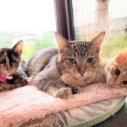 in瀬戸市☆子猫大集合の臨時譲渡会2022年10月29日（土）～ 非営利団体「ちーむ にゃいんず」