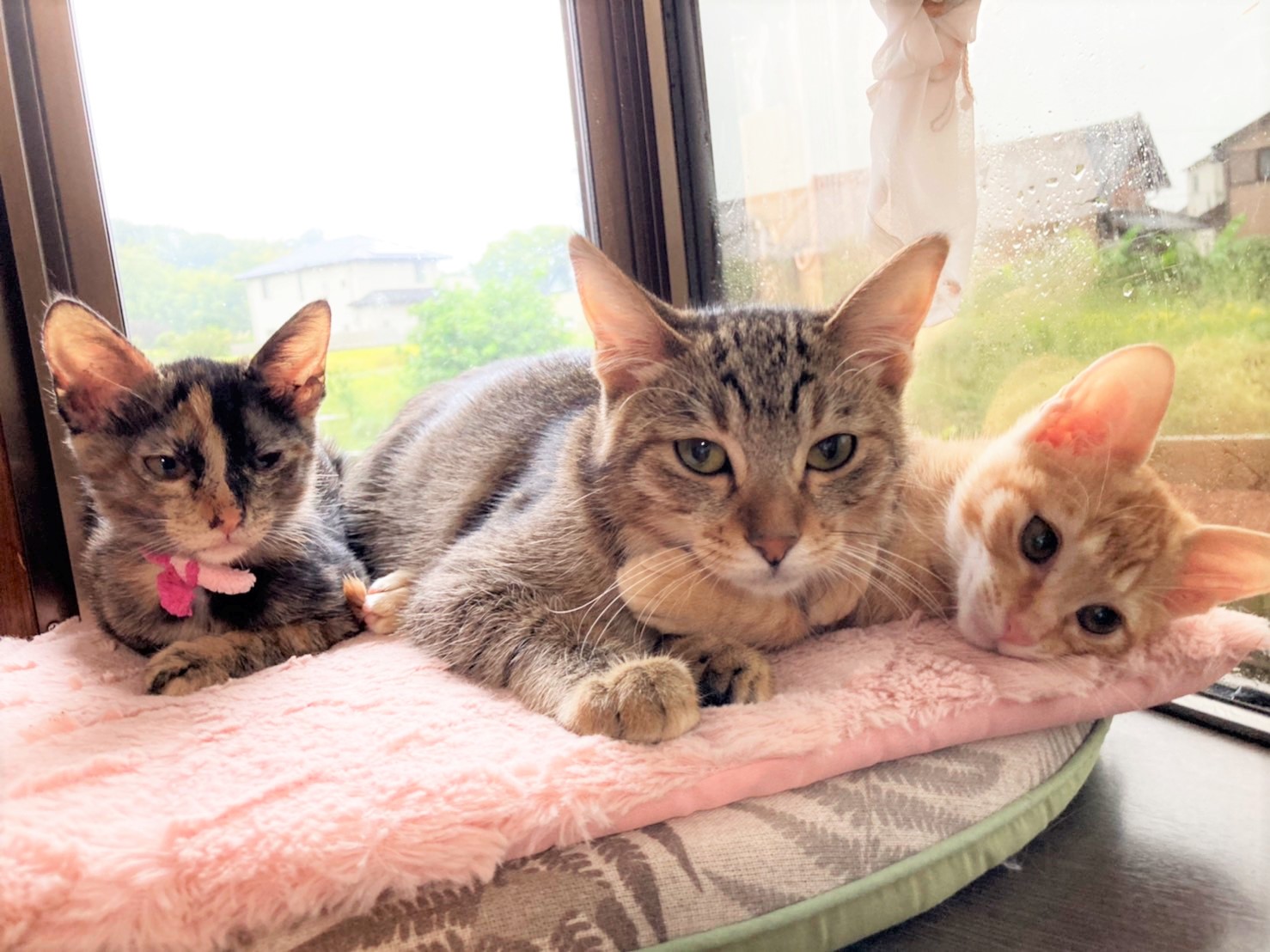 in瀬戸市☆子猫大集合の臨時譲渡会2022年10月29日（土）～ 非営利団体「ちーむ にゃいんず」