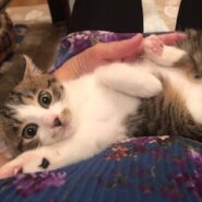 おっとり甘えん坊のキジ白子猫のジョニー！