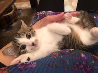 おっとり甘えん坊のキジ白子猫のジョニー！