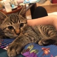 人馴れ抜群の可愛いキジトラ子猫ボーイ！