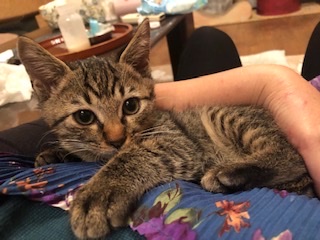 人馴れ抜群の可愛いキジトラ子猫ボーイ！