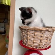 9/1生まれ4兄妹・ウシ柄の男の子