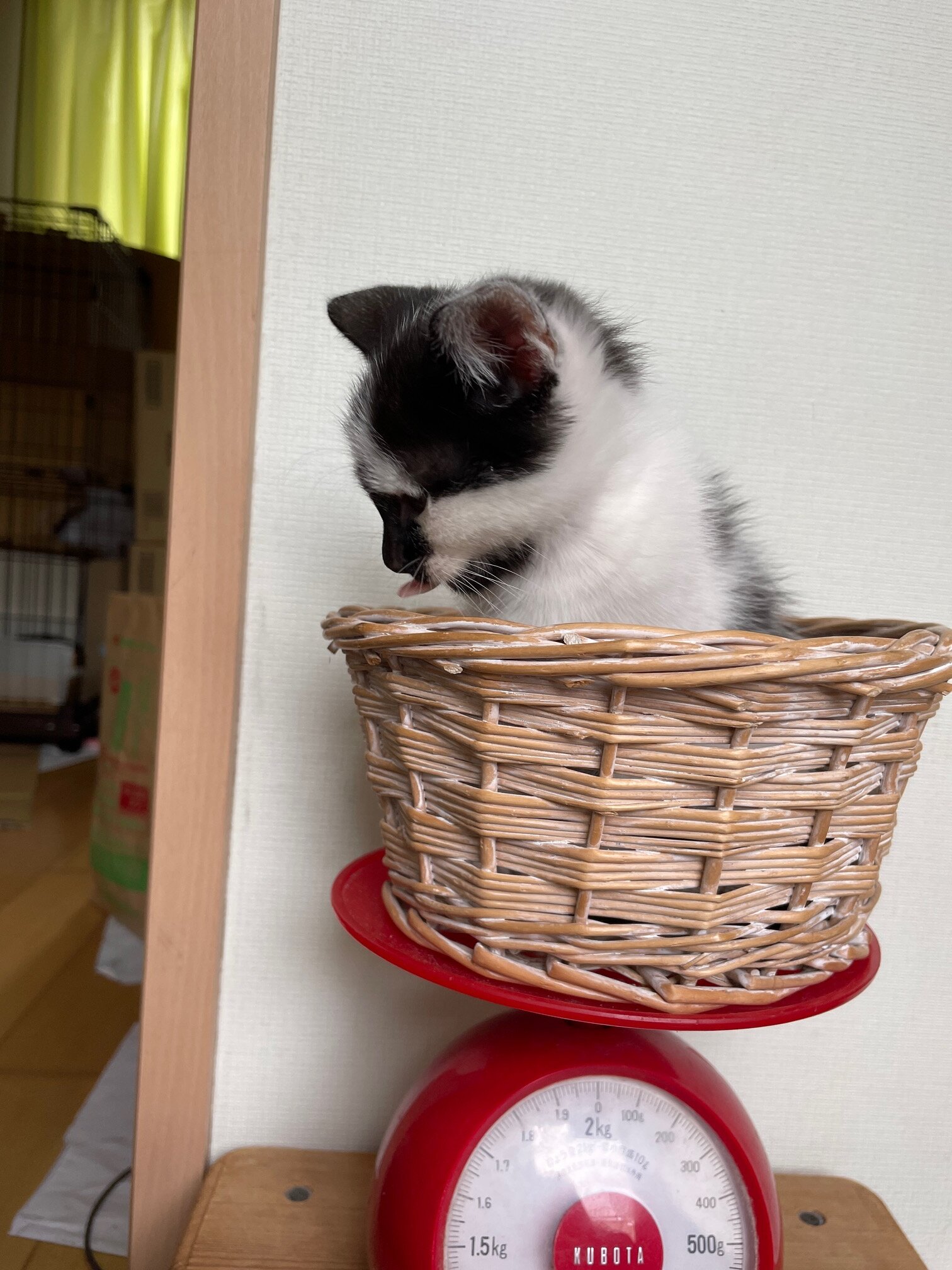 9/1生まれ4兄妹・ウシ柄の男の子